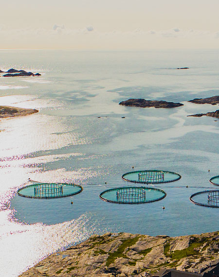 Hdpe Fish Cage